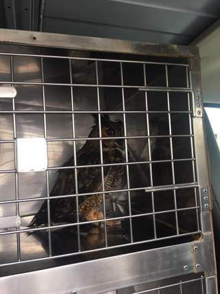 Illustration for article titled Owl Stuck In SUV Grille During 160-Mile Ride Should Be Fine
